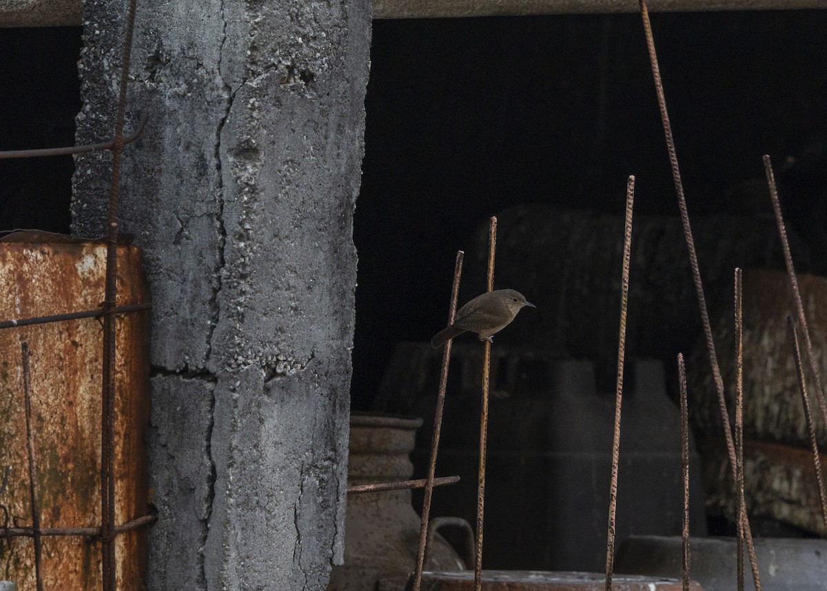 Southern House Wren - ML642039691