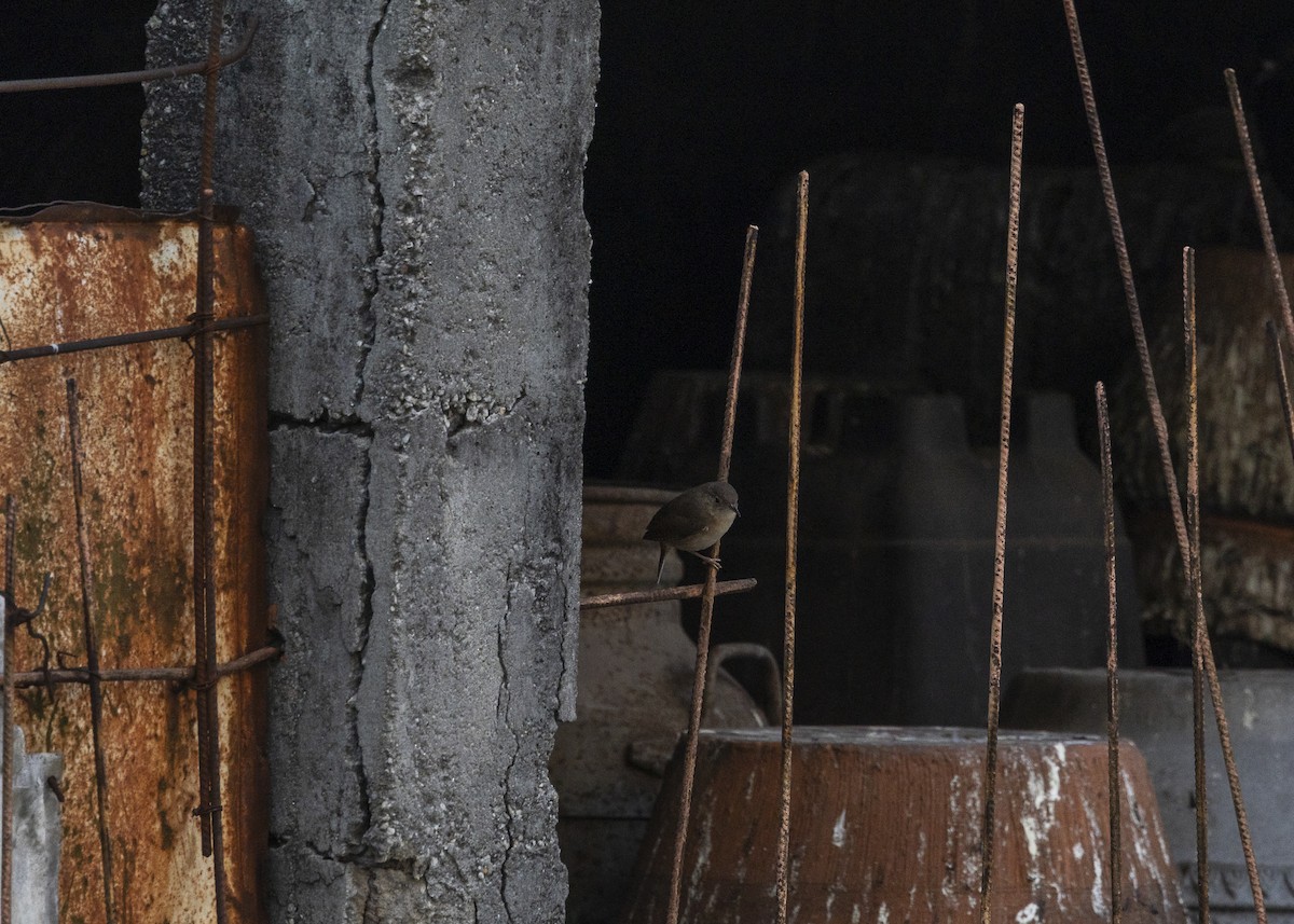 Southern House Wren - ML642039692