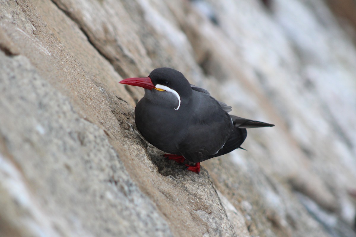Inca Tern - ML642039698
