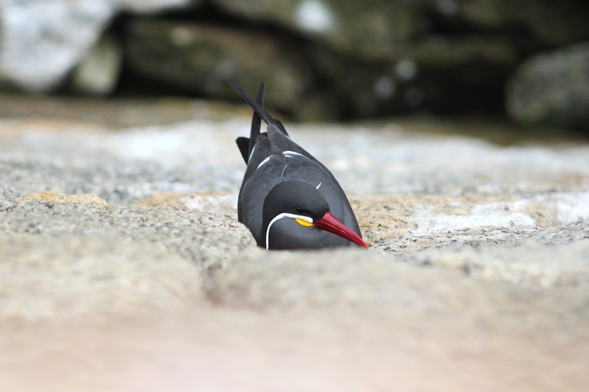 Inca Tern - ML642039703