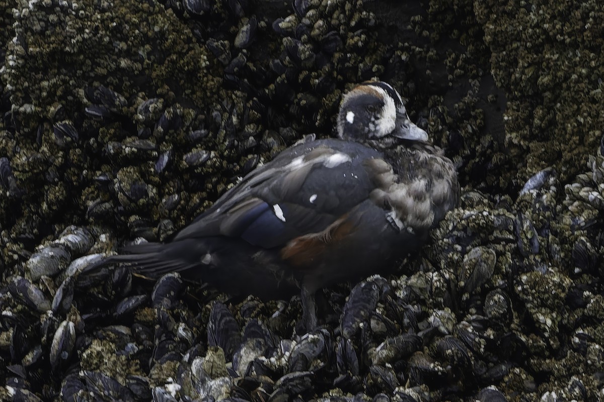 Harlequin Duck - ML642039705