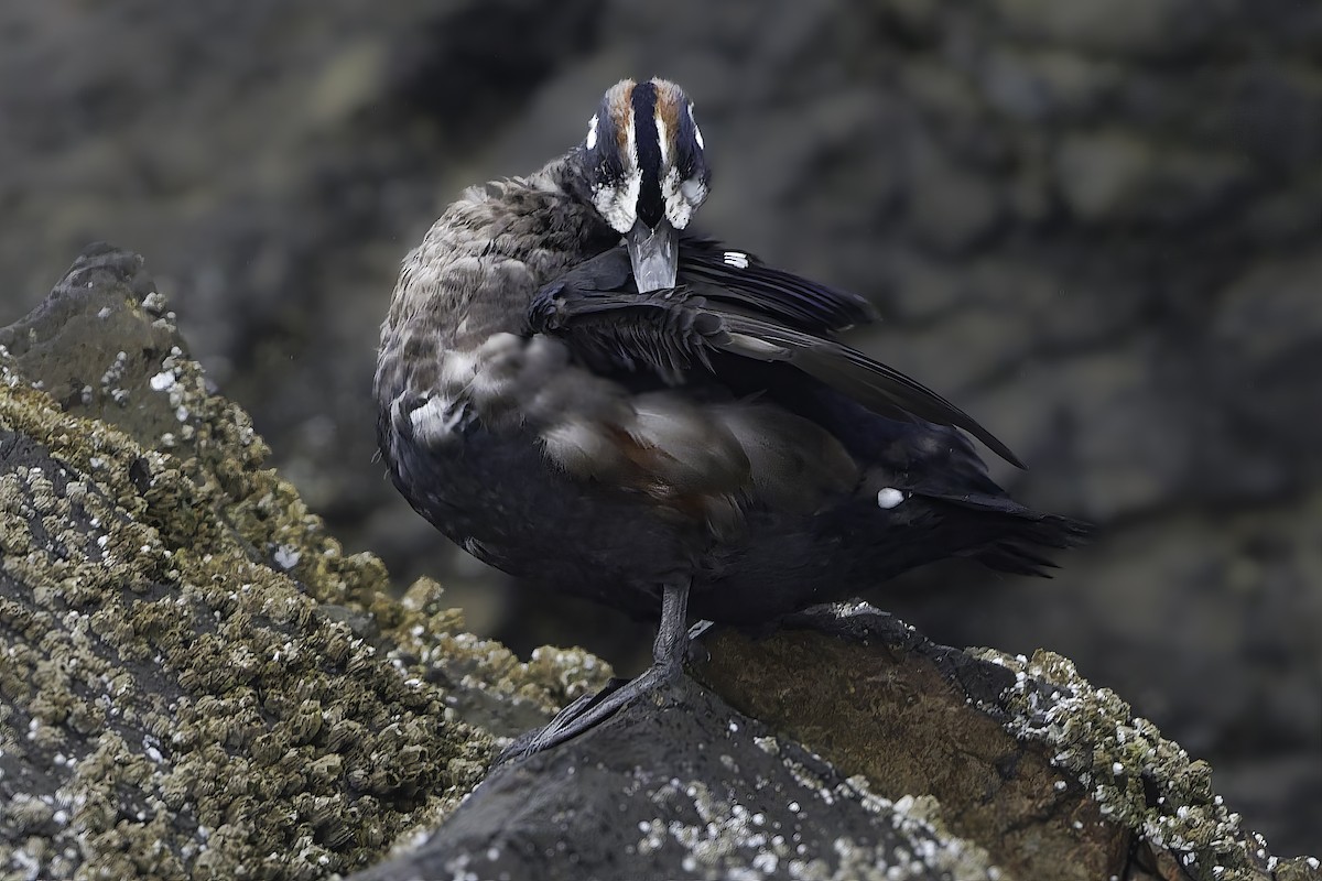 Harlequin Duck - ML642039707