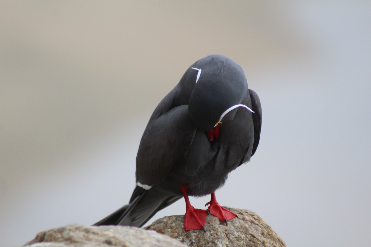 Inca Tern - ML642039711