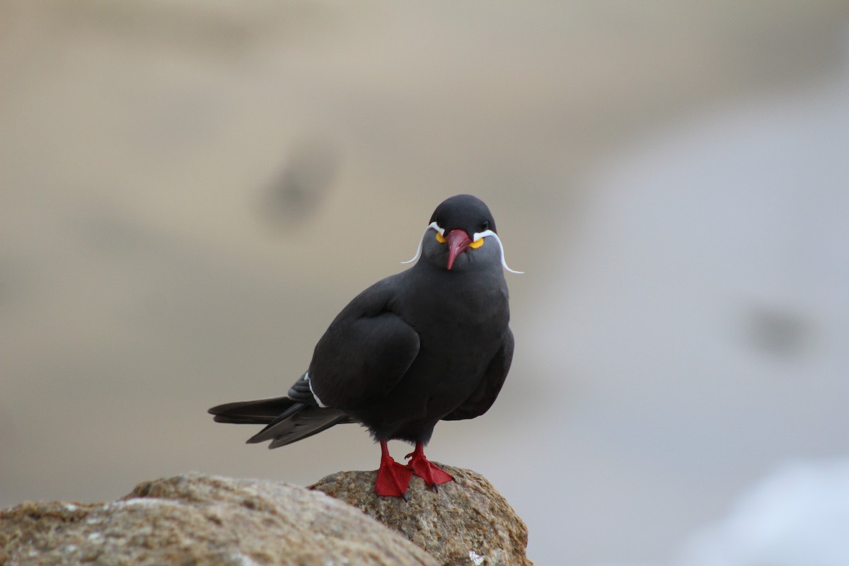 Inca Tern - ML642039712
