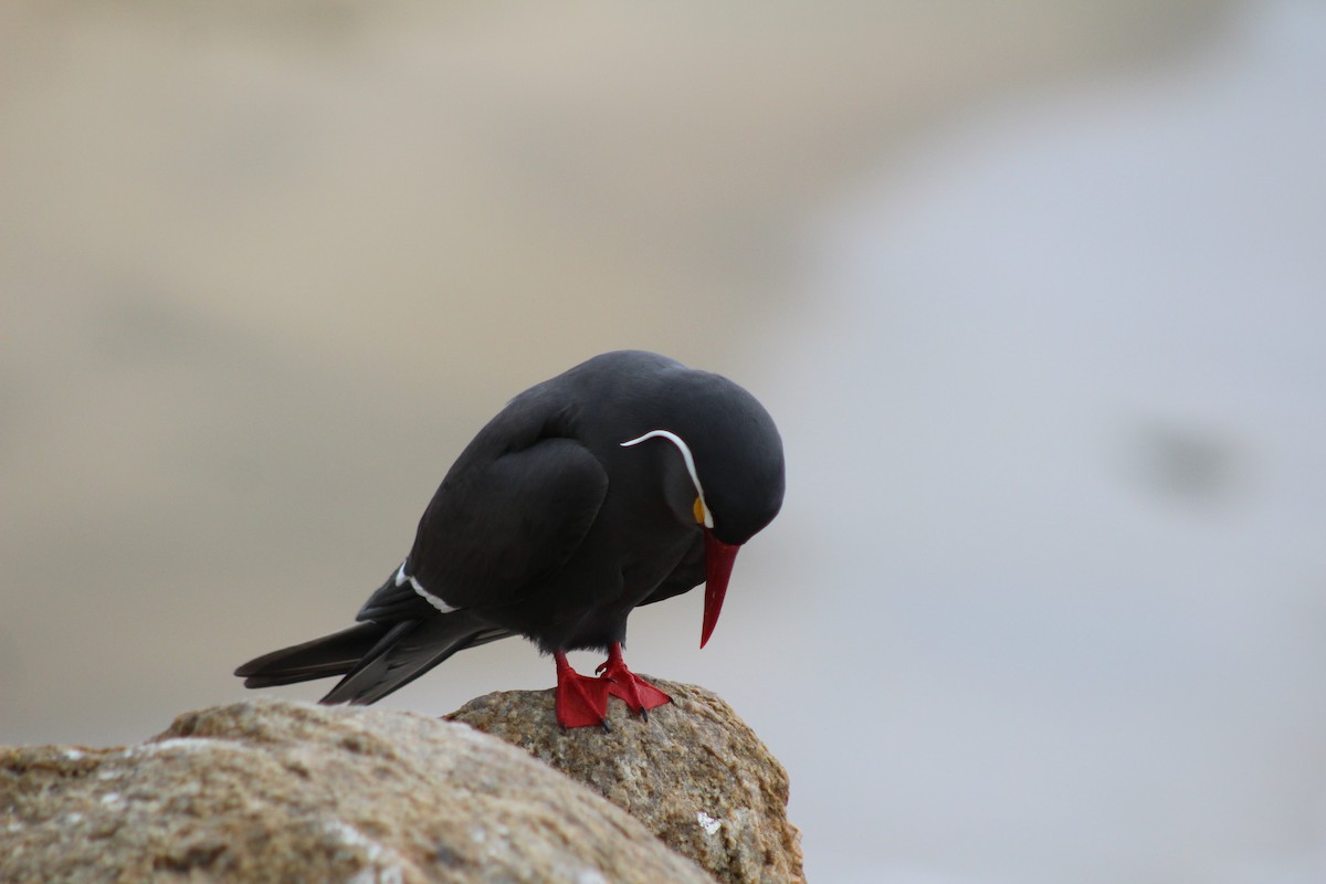 Inca Tern - ML642039713
