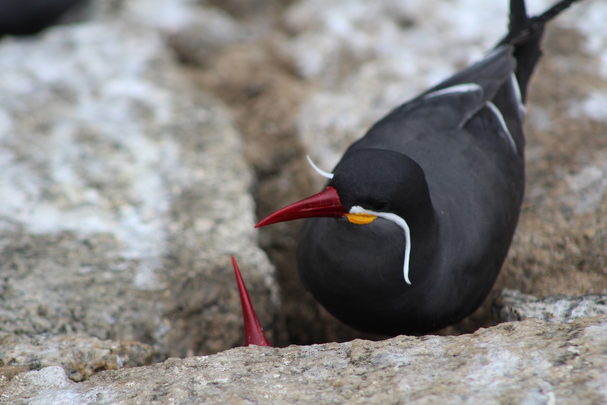 Inca Tern - ML642039720