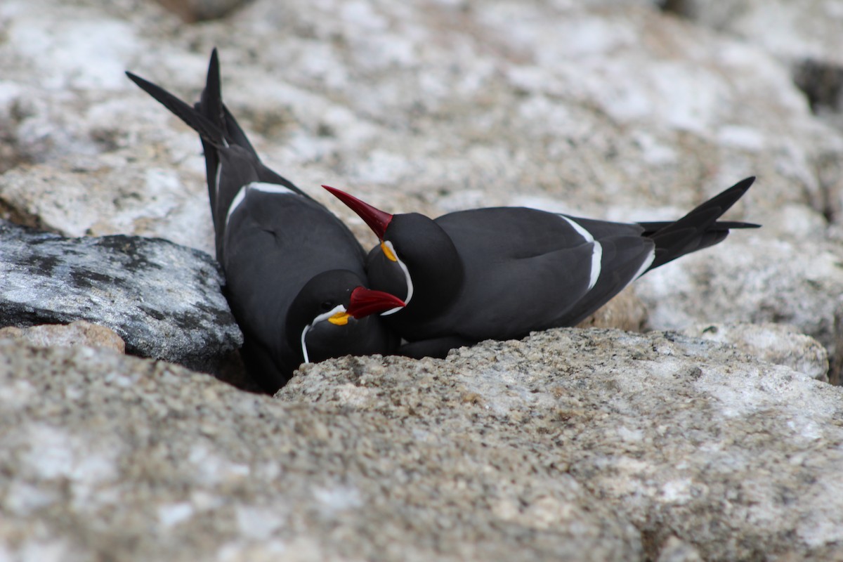 Inca Tern - ML642039721