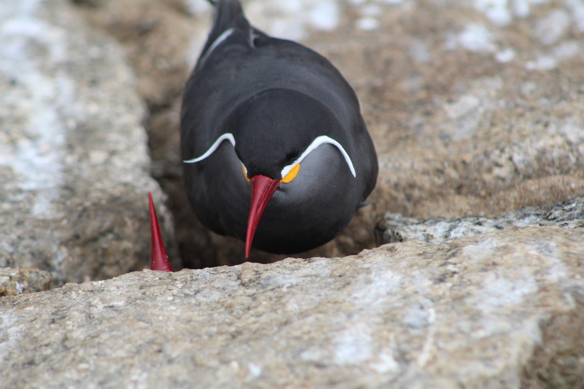 Inca Tern - ML642039722