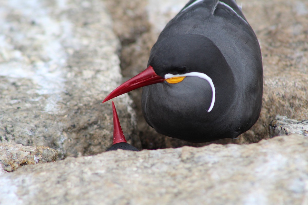 Inca Tern - ML642039723