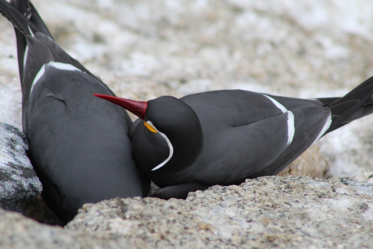 Inca Tern - ML642039724
