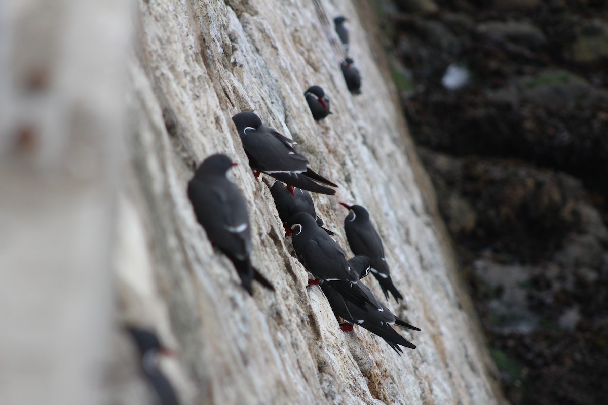 Inca Tern - ML642039725