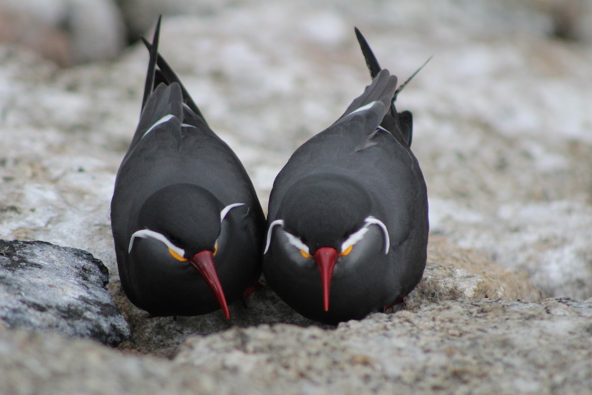 Inca Tern - ML642039726
