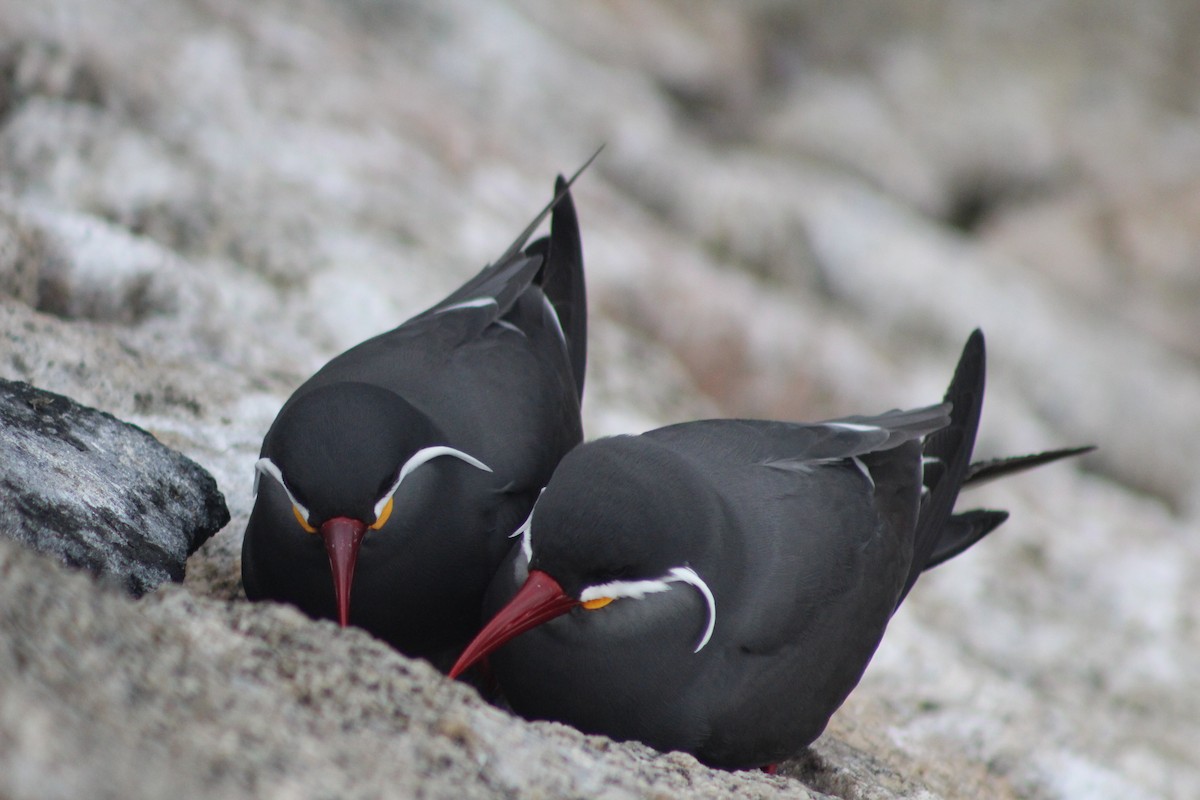 Inca Tern - ML642039727