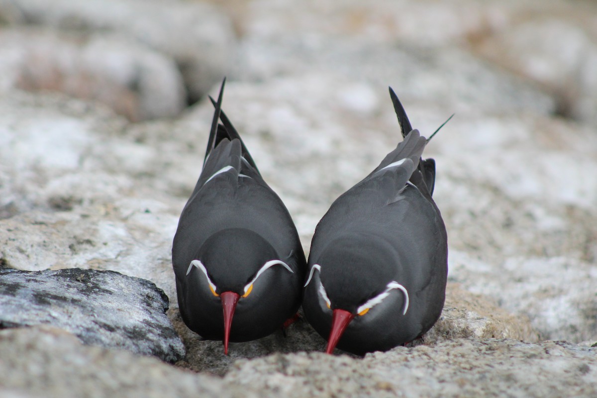 Inca Tern - ML642039728