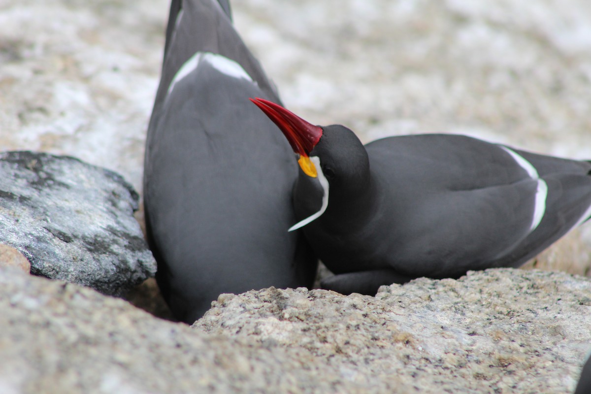 Inca Tern - ML642039729
