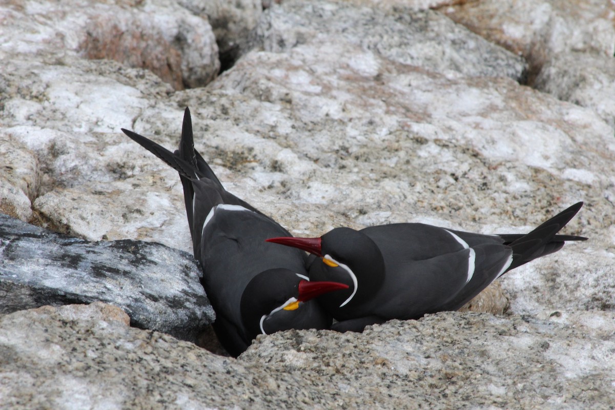 Inca Tern - ML642039730