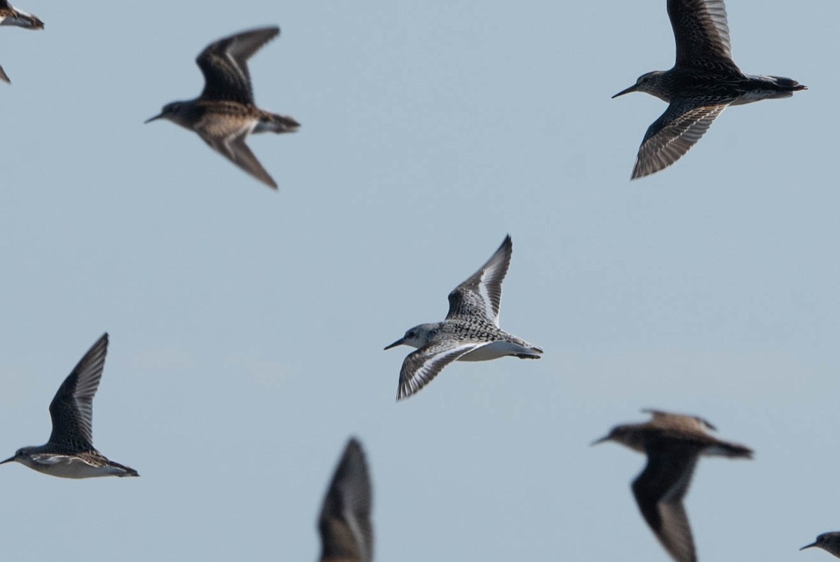 Semipalmated Sandpiper - ML642039732