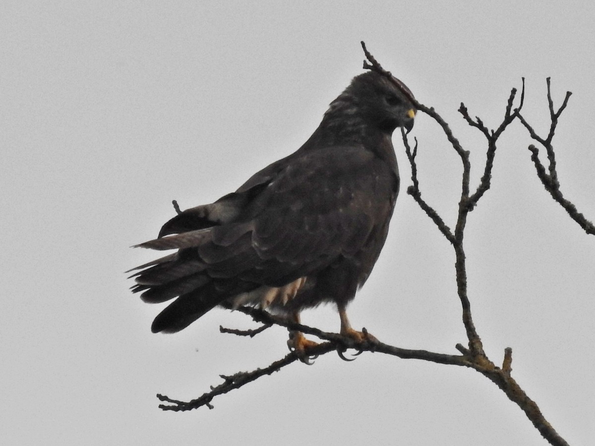 Buse variable - ML642039741