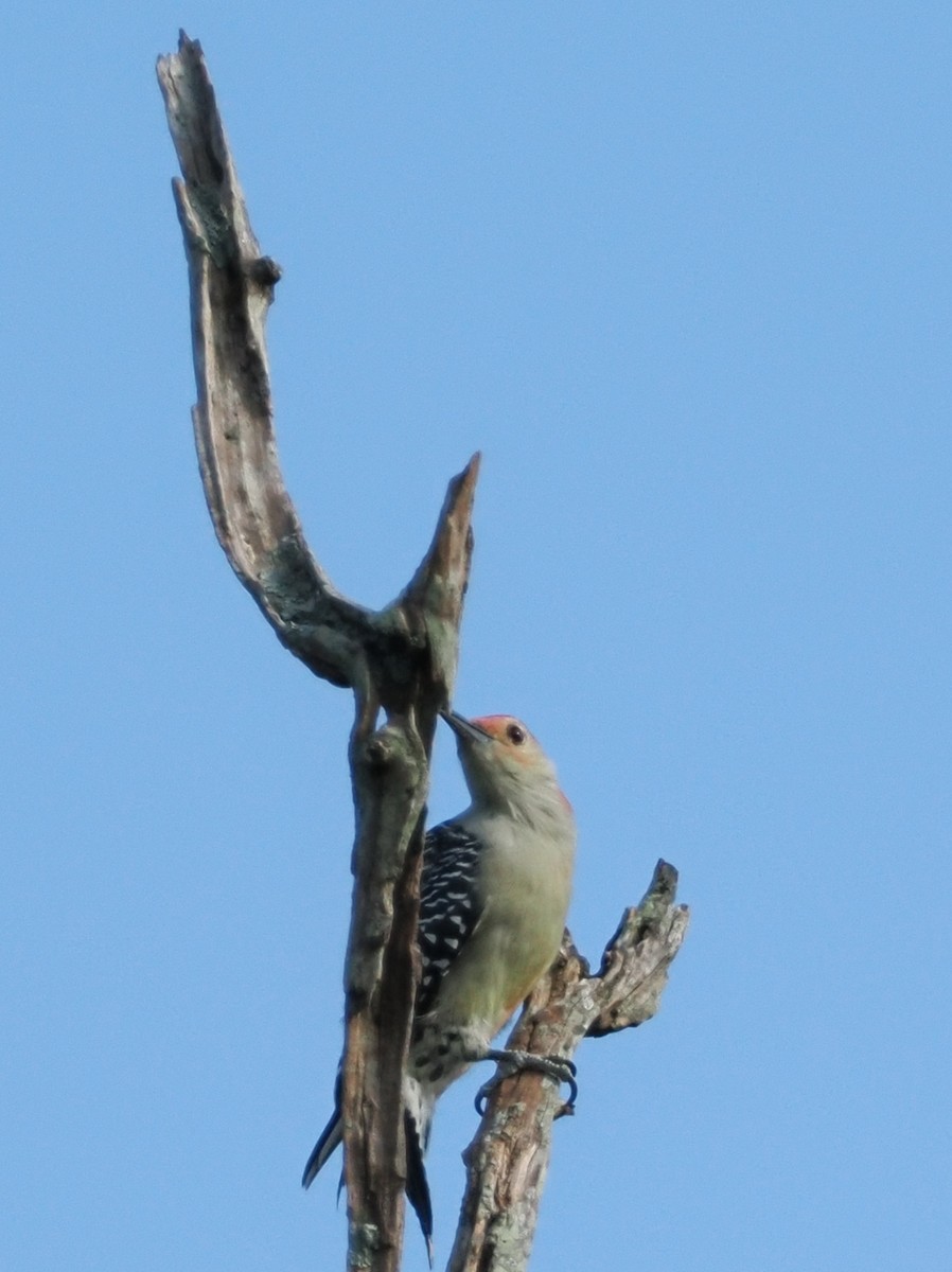 Red-bellied Woodpecker - ML642039742