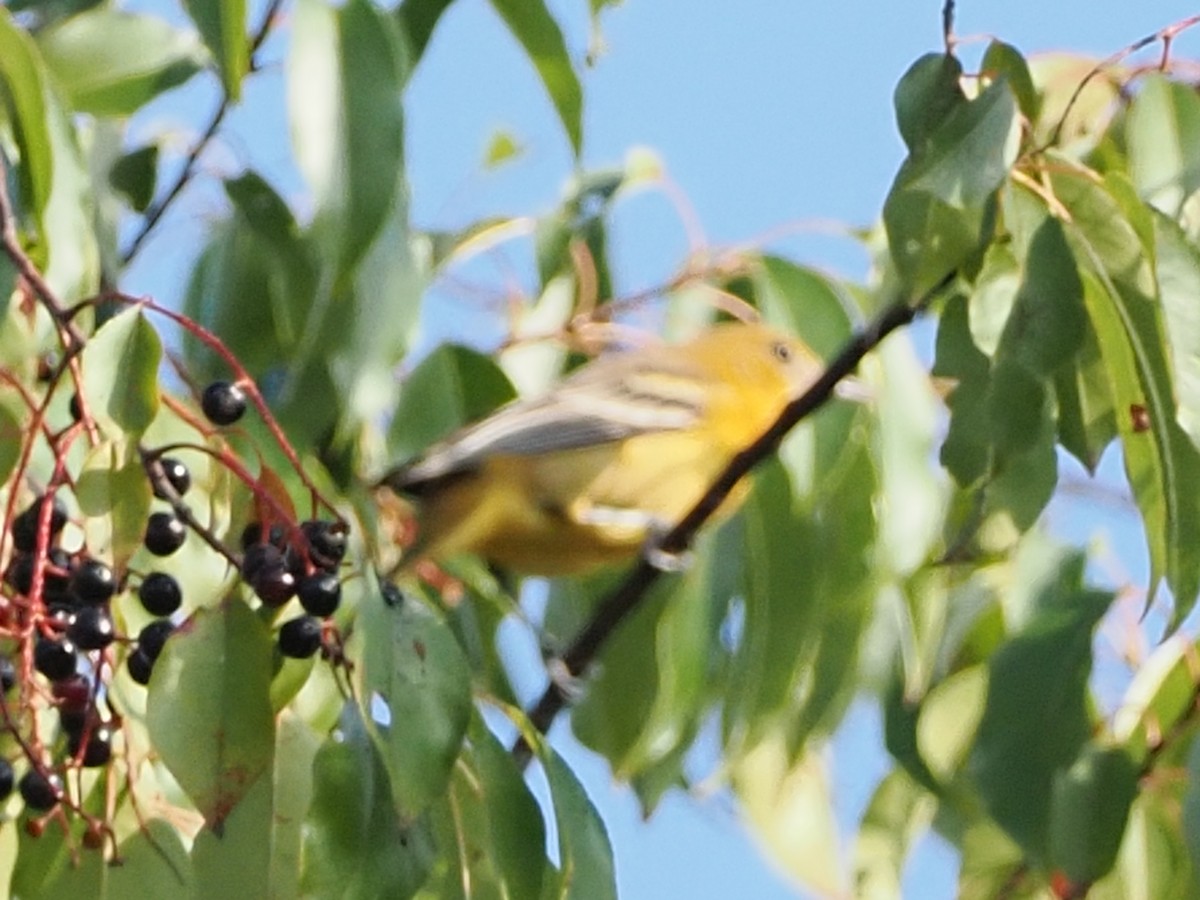 Baltimore Oriole - ML642039758