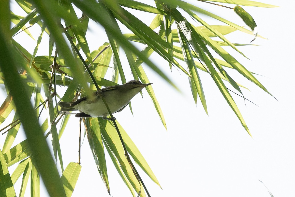 Black-whiskered Vireo - ML642039760