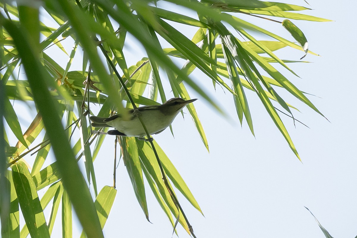 Black-whiskered Vireo - ML642039761