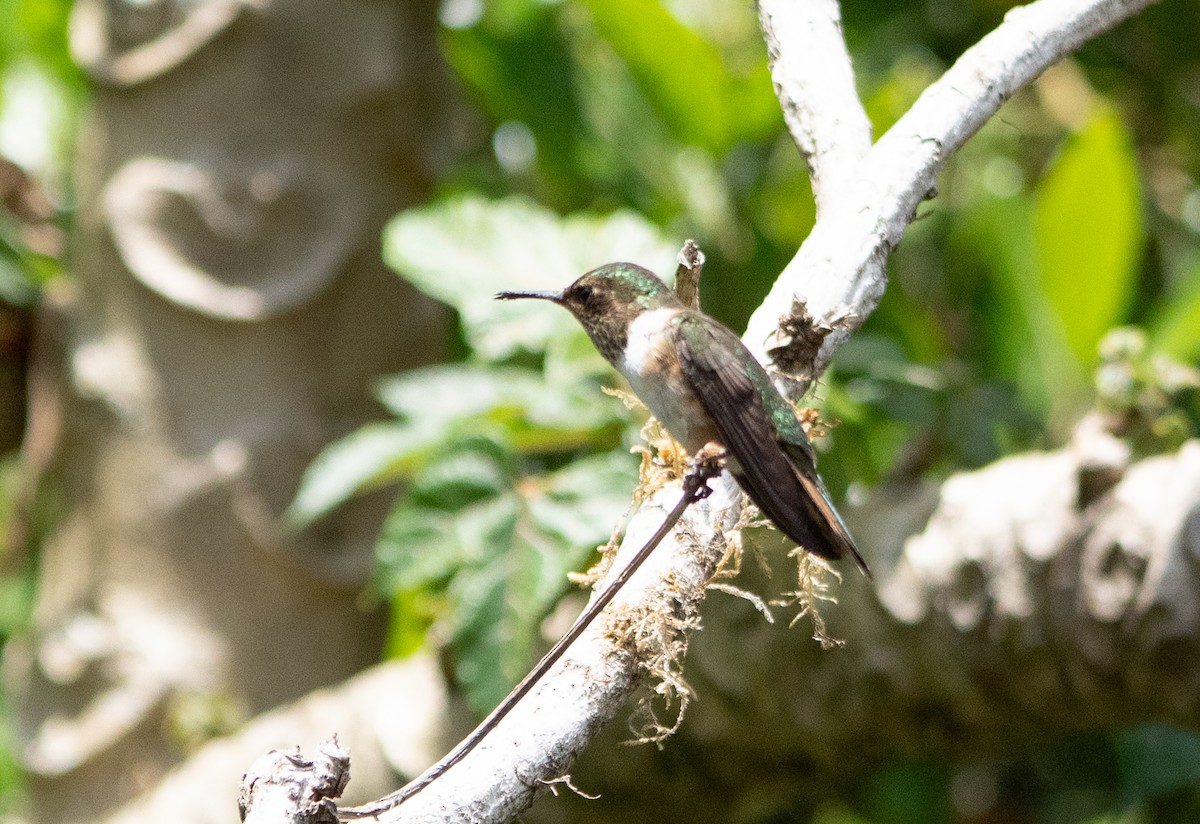 Volcano Hummingbird - ML642039767
