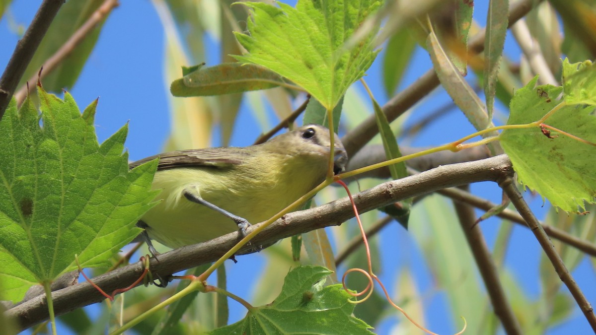 Philadelphia Vireo - ML642039773