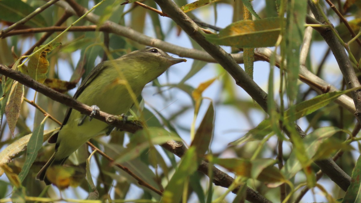 Philadelphia Vireo - ML642039774