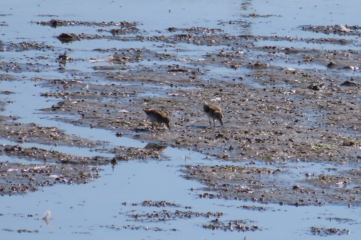 Semipalmated Sandpiper - ML642039783