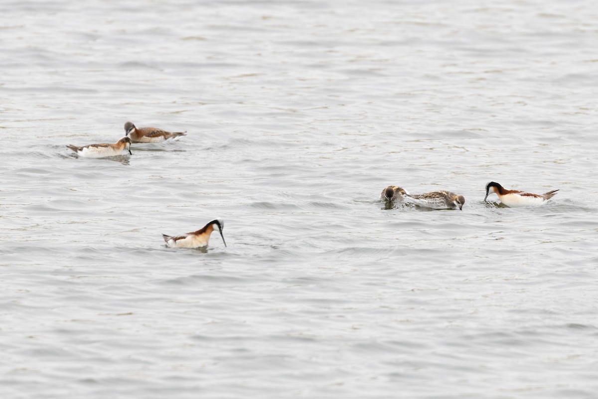 Wilson's Phalarope - ML642039808