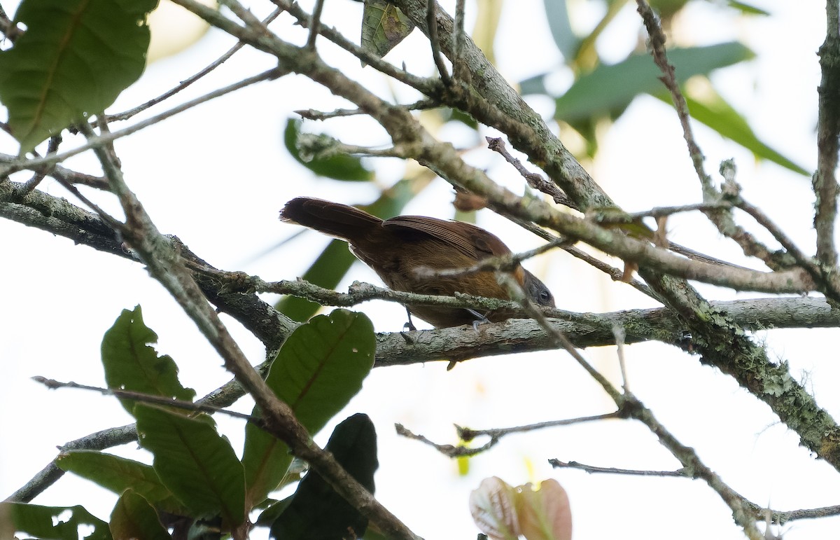 Uniform Antshrike - ML642039814