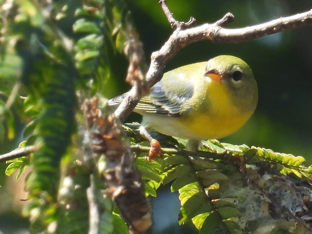 Northern Parula - ML642039815
