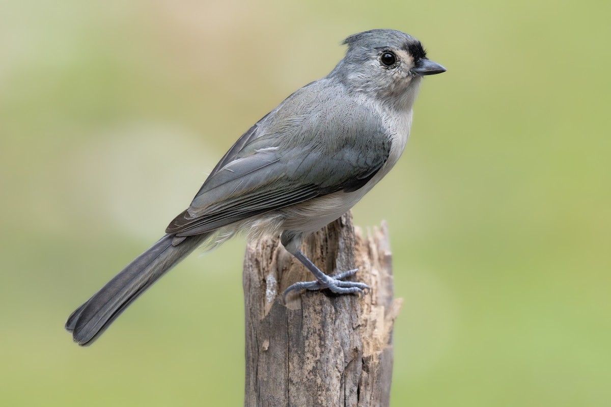 Tufted Titmouse - ML642039816