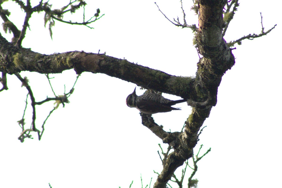 Arizona Woodpecker - ML642039819