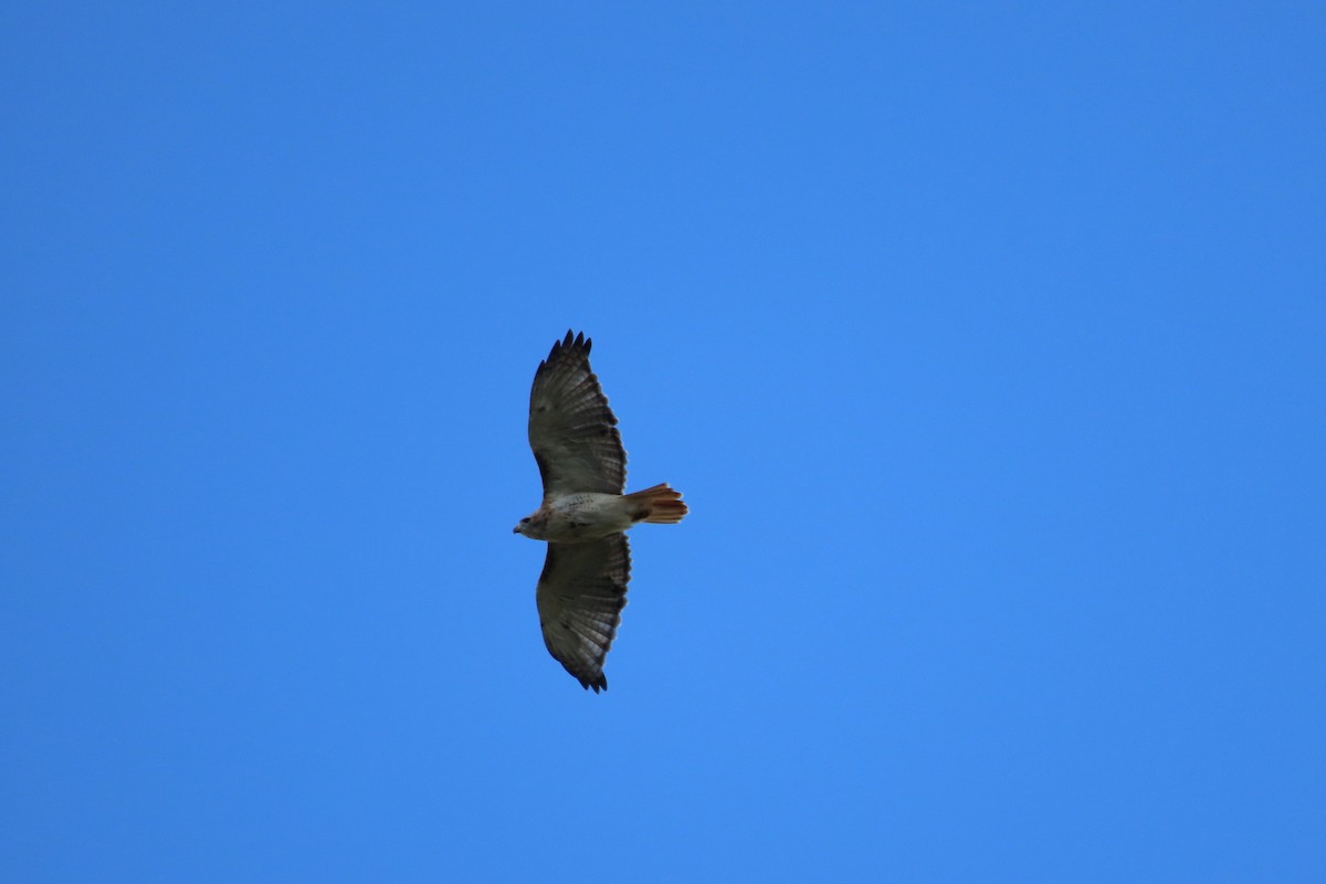 Red-tailed Hawk - ML642039821
