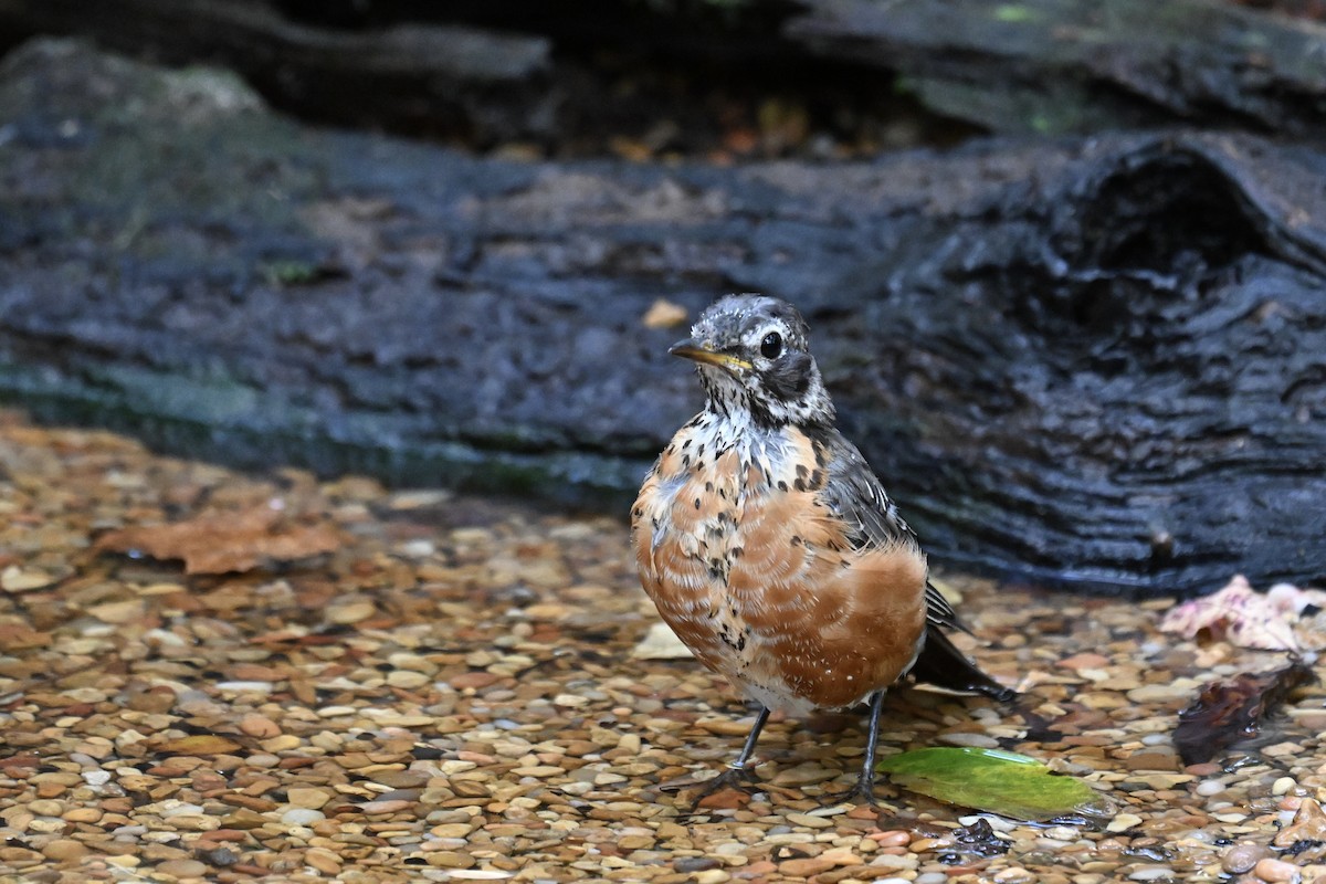 American Robin - ML642039822