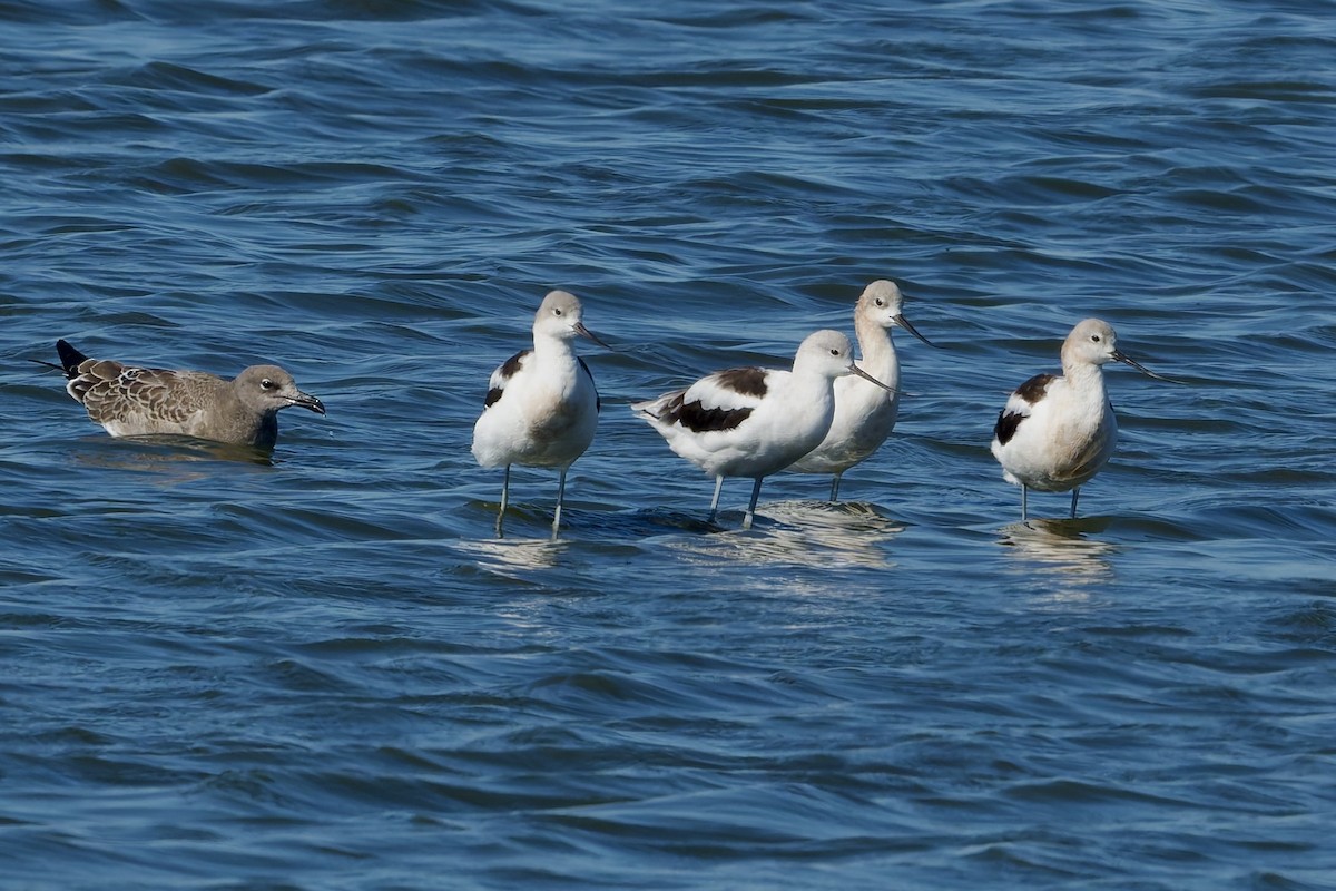 American Avocet - ML642039823