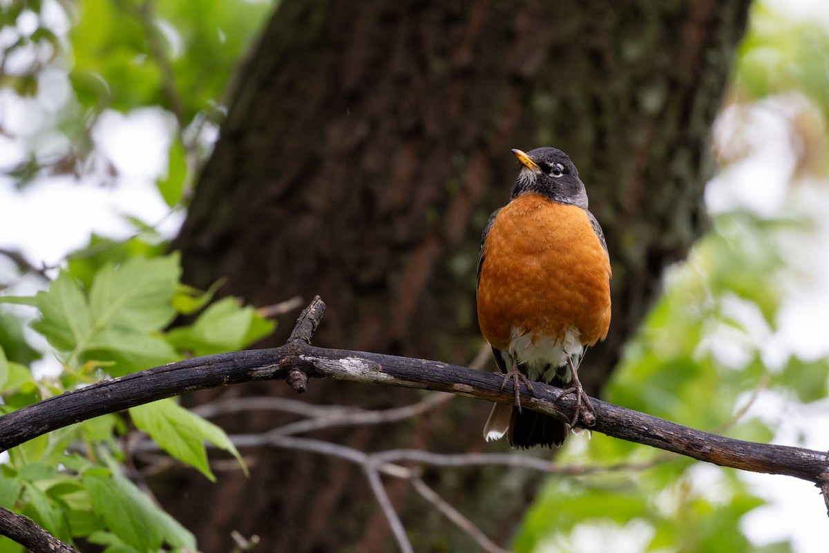 American Robin - ML642039825