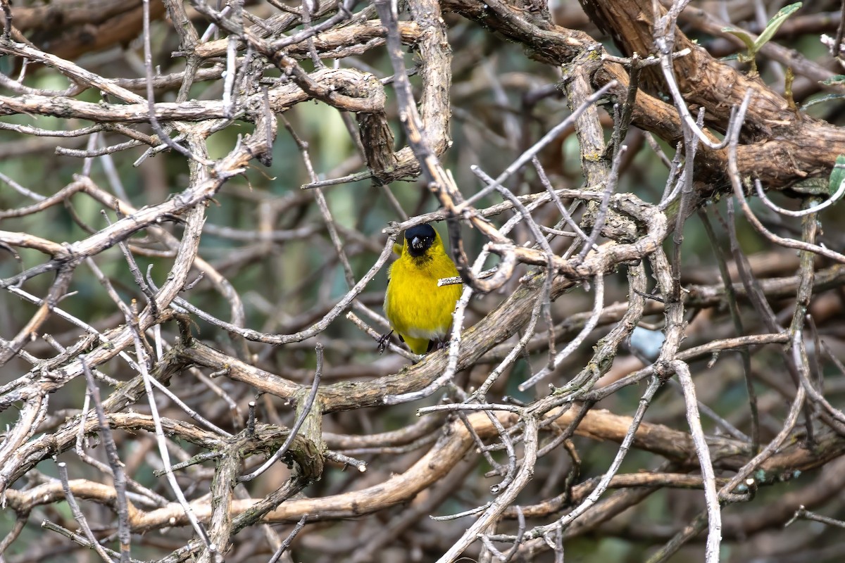 Hooded Siskin - ML642039828