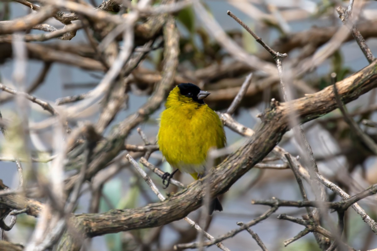 Hooded Siskin - ML642039829