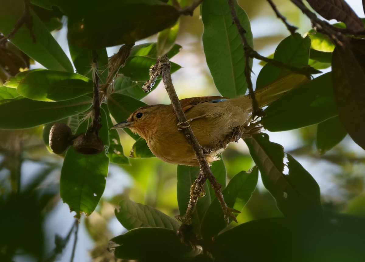 Buff-fronted Foliage-gleaner - ML642039830