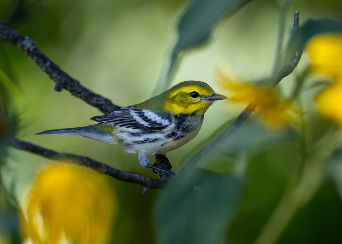 Black-throated Green Warbler - ML642039831