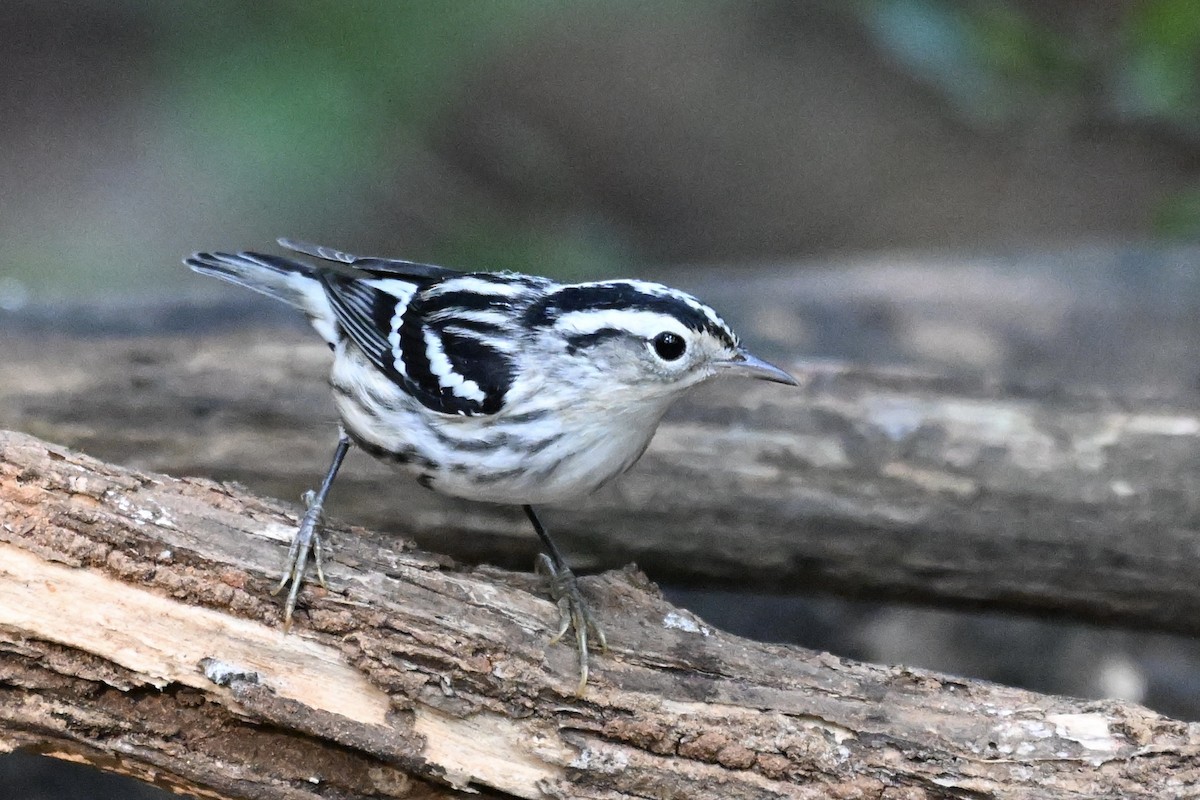 Black-and-white Warbler - ML642039833