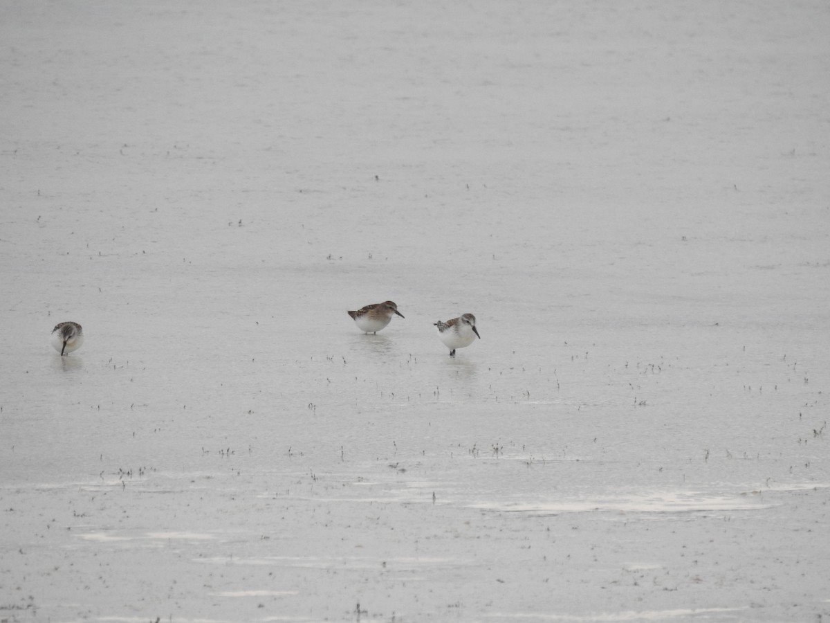 Least Sandpiper - ML642039834