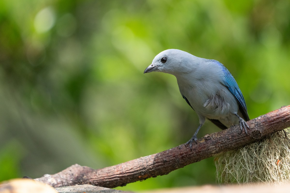 Blue-gray Tanager - ML642039835