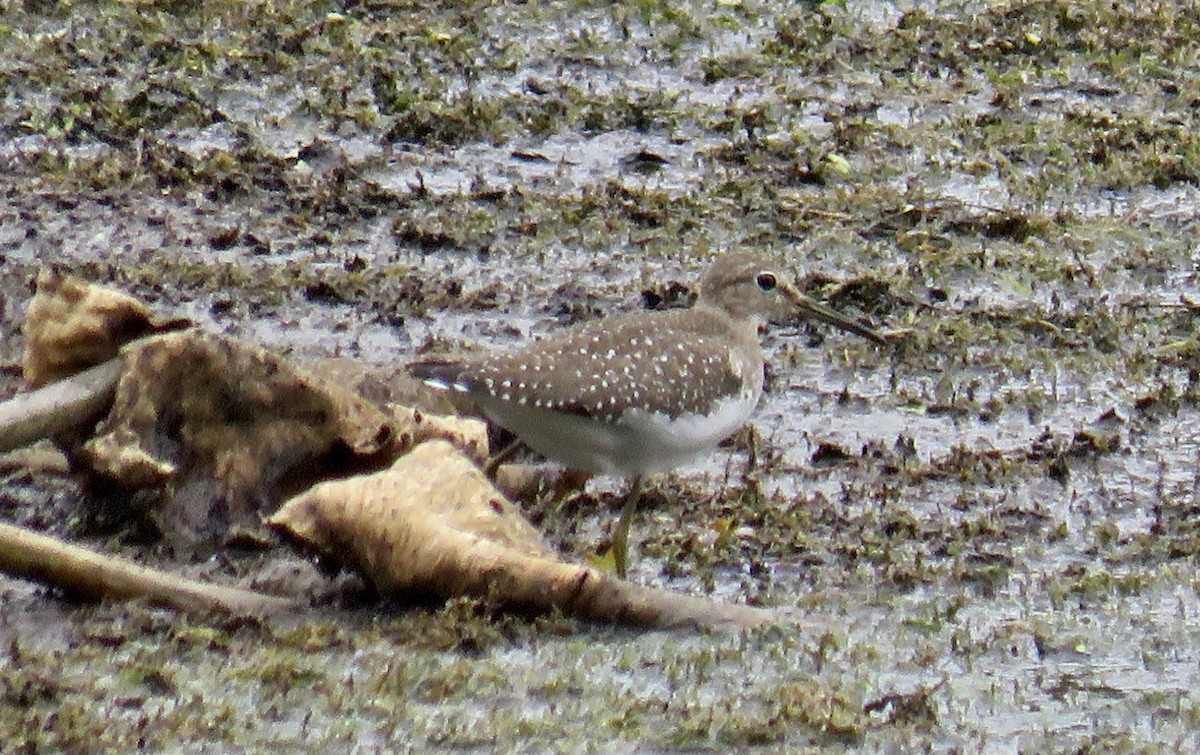 Solitary Sandpiper - ML642039836