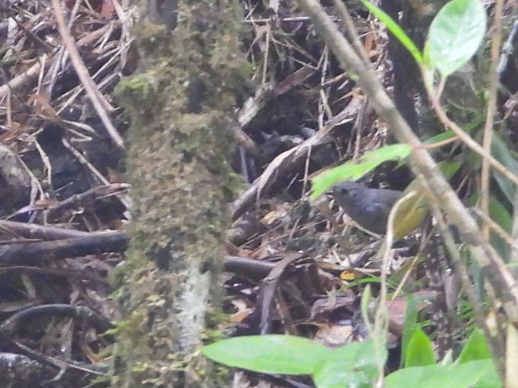 Caracas Tapaculo - ML642039846