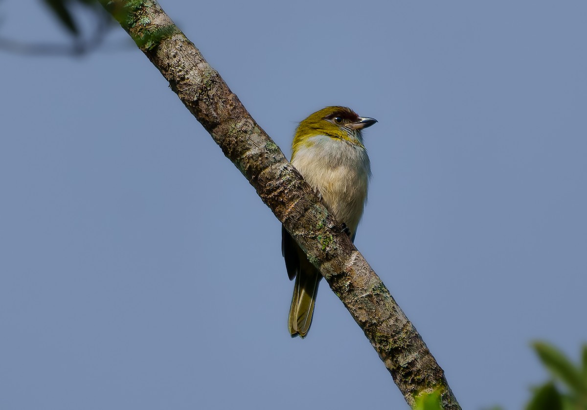 Black-billed Peppershrike - ML642039863