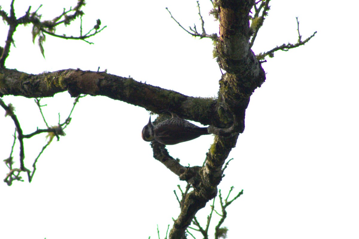Arizona Woodpecker - ML642039865